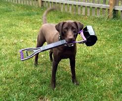 Residential dog poop removal service in Northeast Florida